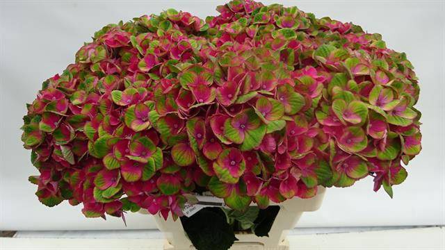 Hydrangea mag charlotte