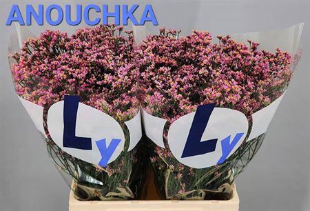 <h4>Lim Sin Anouchka Dia</h4>