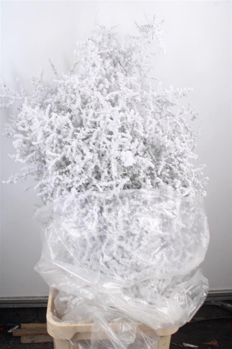 <h4>Asparagus Salv. Flock Snow</h4>