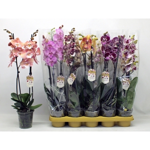 PHAL GEM
