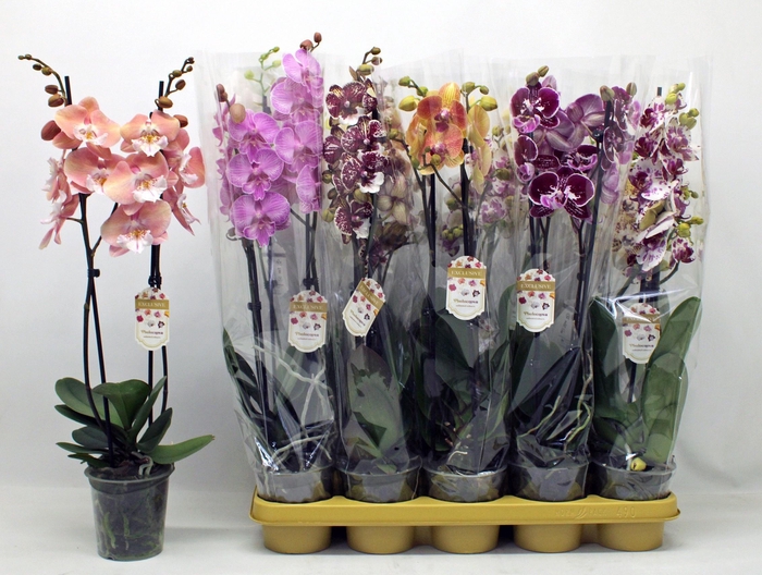 <h4>PHAL GEM</h4>