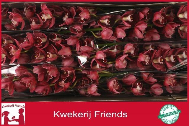 <h4>CYMB T HADES</h4>