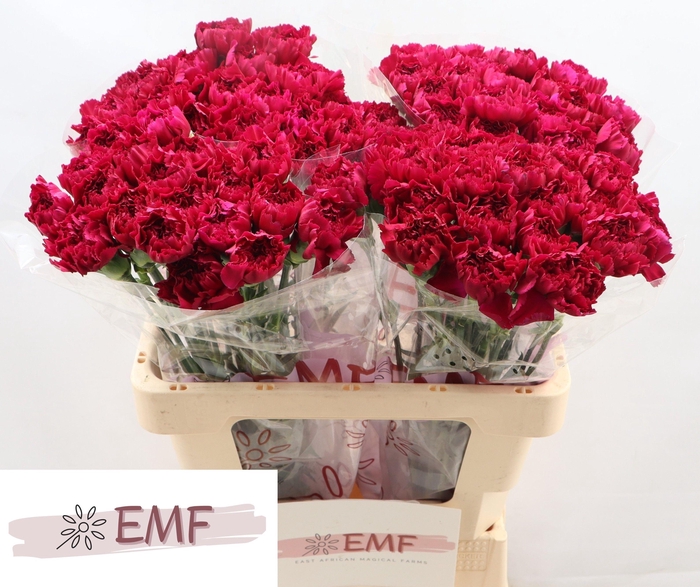 <h4>DI ST YUKARI VIOLET</h4>