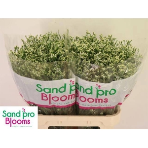 LIM SIN COOL DIAMOND