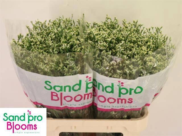 <h4>LIM SIN COOL DIAMOND</h4>