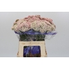 Ozothamnus Cooks Pink