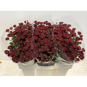 CHR S JINDA RED