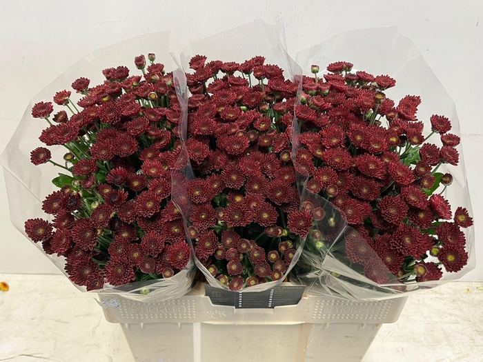 <h4>CHR S JINDA RED</h4>
