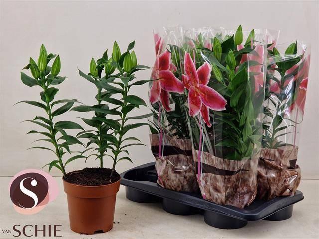 <h4>LIL OR MAGNY COURS</h4>