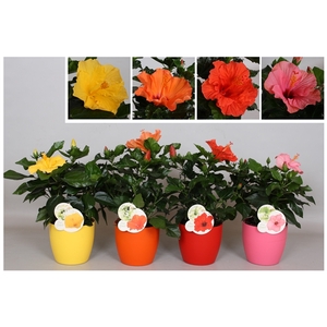 Hibiscus Fiori Grande 'Ton sur Ton Gemengd'