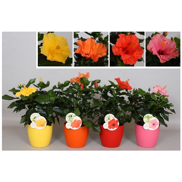 Hibiscus Fiori Grande 'Ton sur Ton Gemengd'