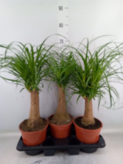 <h4>Beaucarnea recurvata</h4>