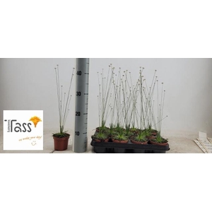 SYNGONANTHUS MIKADO