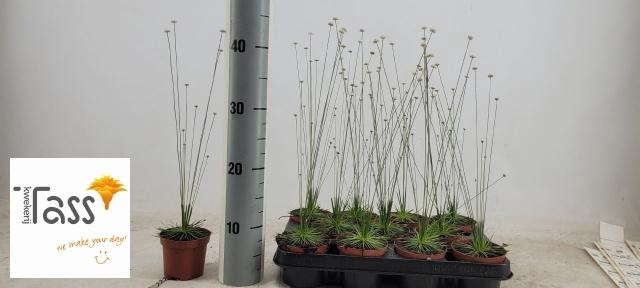 <h4>SYNGONANTHUS MIKADO</h4>