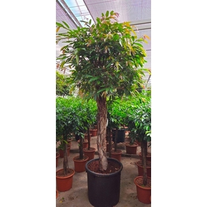 Ficus Amstel King