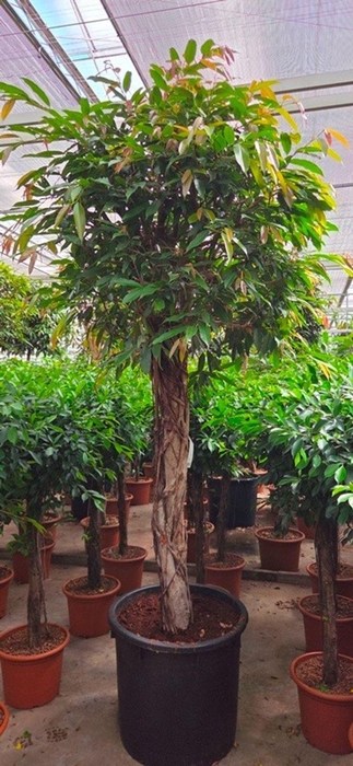 <h4>Ficus Amstel King</h4>