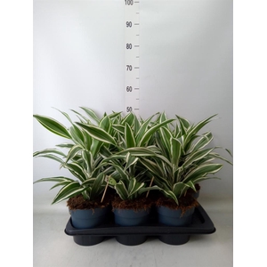 Dracaena frag. 'White Jewel'