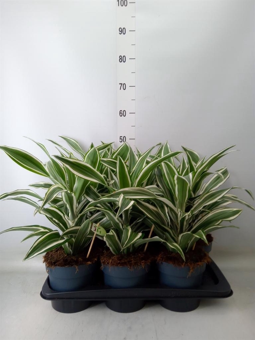 <h4>Dracaena frag. 'White Jewel'</h4>
