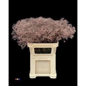 Gyps Million Star Choco Brown