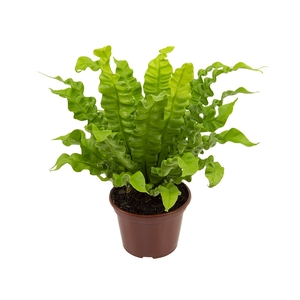ASPLENIUM CRISPY WAVE P14