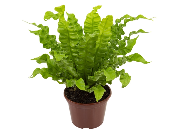 <h4>ASPLENIUM CRISPY WAVE P14</h4>