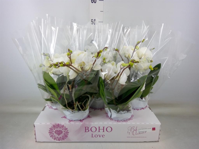 <h4>Phalaenopsis   ...white</h4>