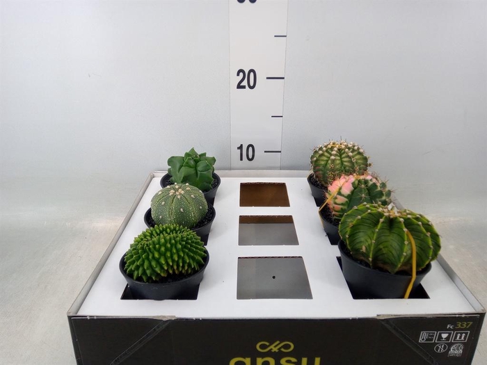 <h4>Cactus   ...</h4>