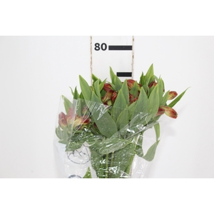ALSTROEMERIA CINNAMON 080 CM