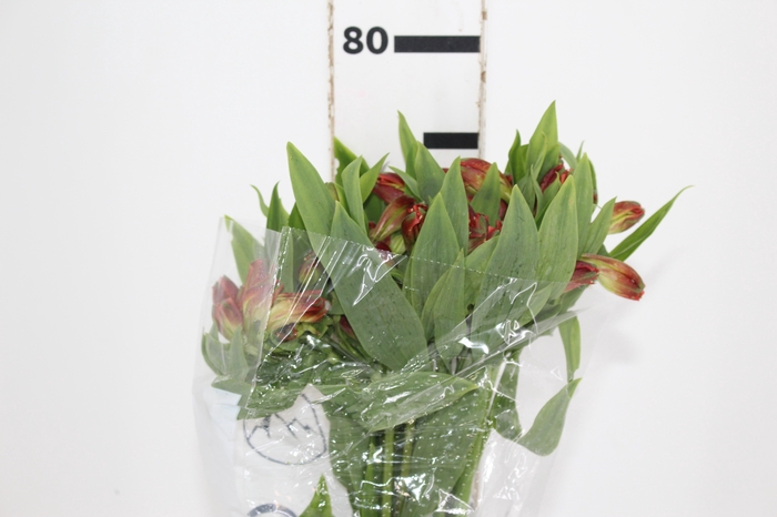 <h4>ALSTROEMERIA CINNAMON 080 CM</h4>