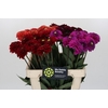 Dahlia Fox Mix