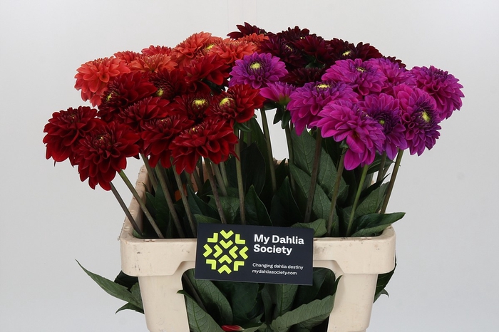 Dahlia Fox Mix
