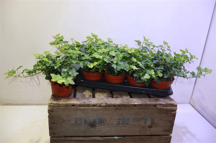 <h4>arr8 Hed He Wonder</h4>