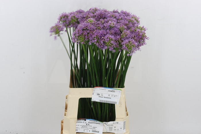 <h4>Allium Senescens</h4>