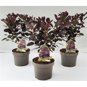Cotinus coggygria 'Royal Purple'