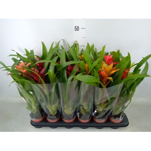 Guzmania   ...mix