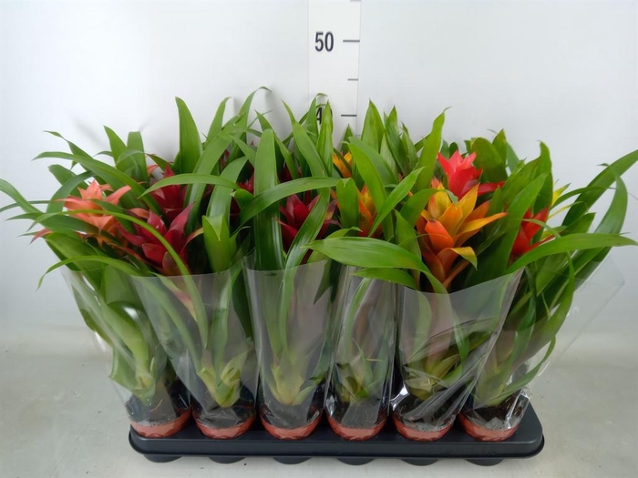 <h4>Guzmania   ...mix</h4>