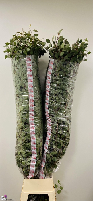 <h4>EUCA POLYANTHEMOS</h4>