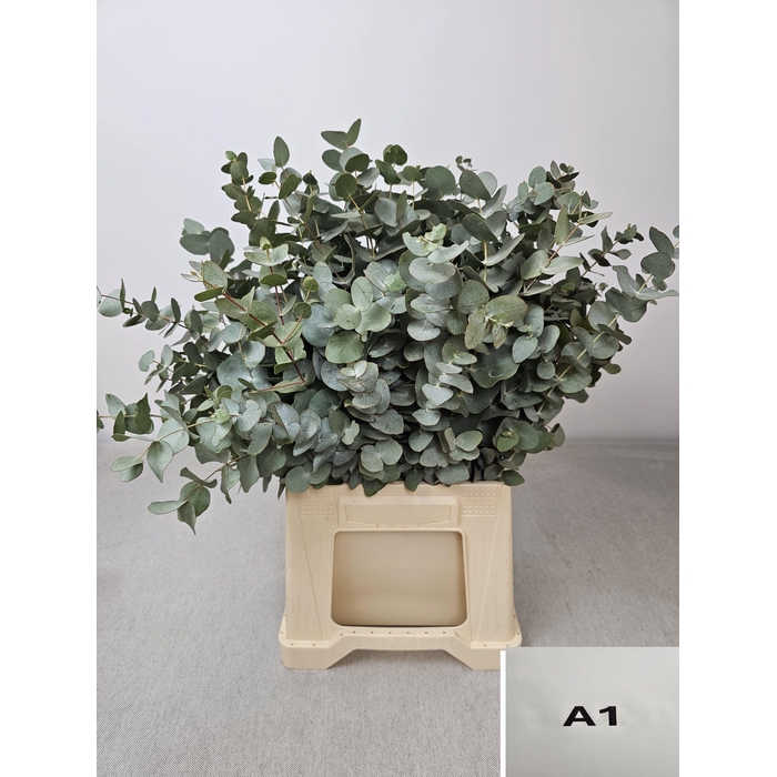 <h4>EUC CINEREA PB</h4>