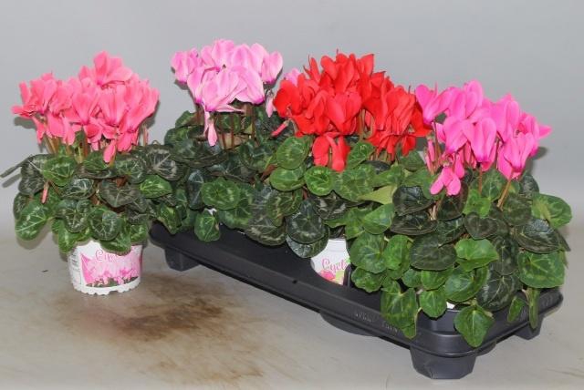 <h4>CYCL GR SUP XL</h4>