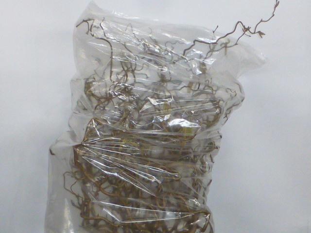 Coryl Av Contorta 50 Cm