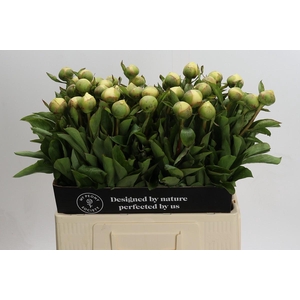 Paeonia Claire de la Lune