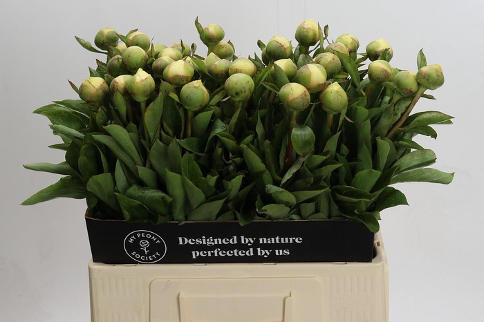 <h4>Paeonia Claire de la Lune</h4>