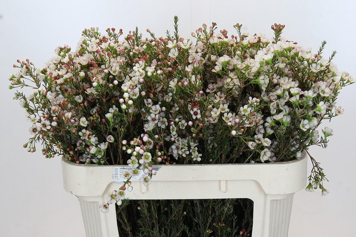 <h4>Chamelaucium Ella</h4>