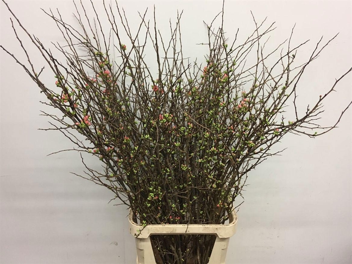 <h4>CHAENOMELES SUPERBA</h4>