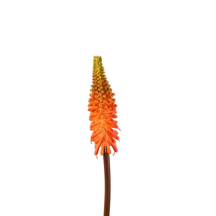 <h4>Kunstbloemen Kniphofia 69cm</h4>
