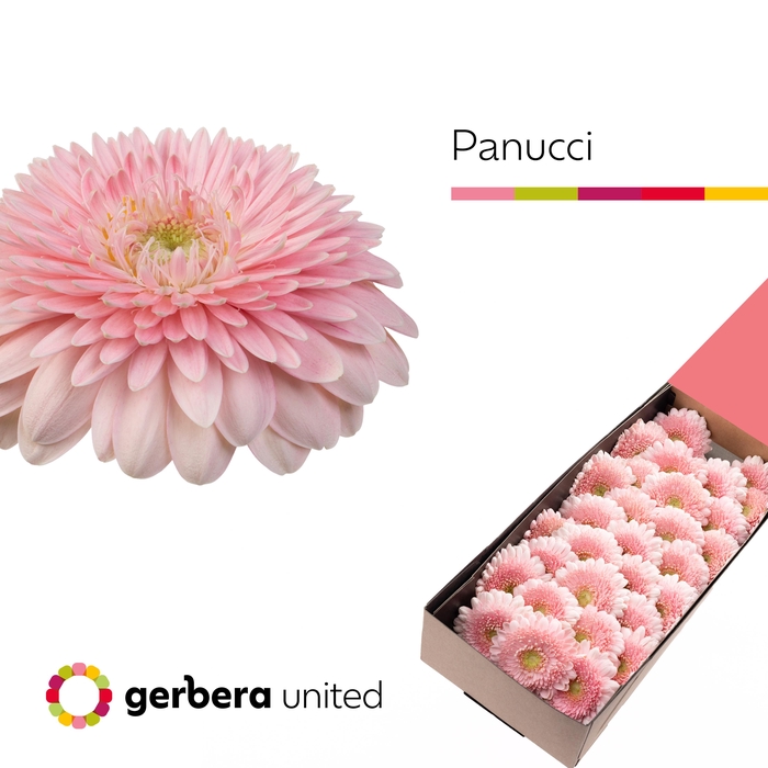 <h4>Germini Pomponi Panucci Doos</h4>