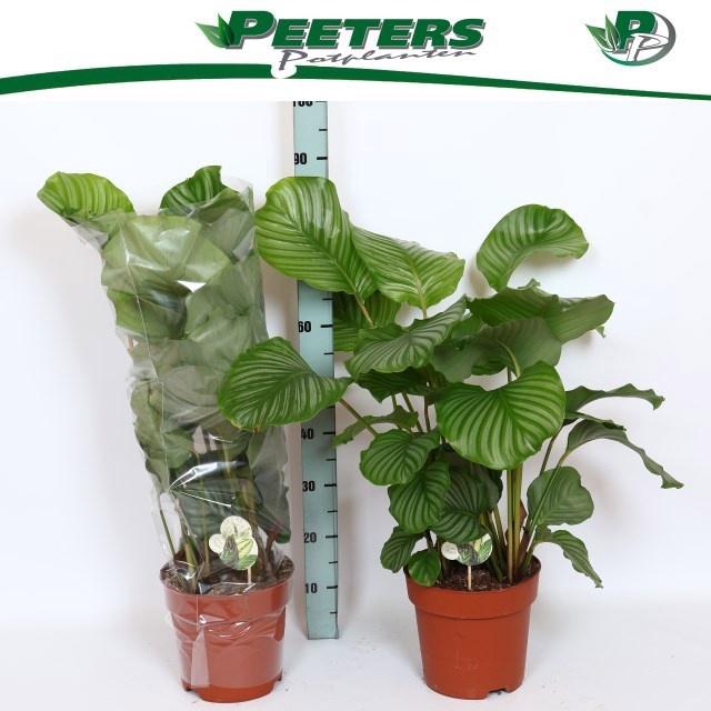 <h4>CALAT ORBIFOLIA</h4>