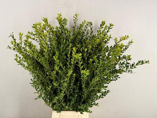 <h4>Ilex Green Hedge</h4>