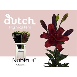 Li La Nubia