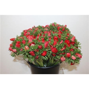 ANEM MARIANNE RED EXTRA